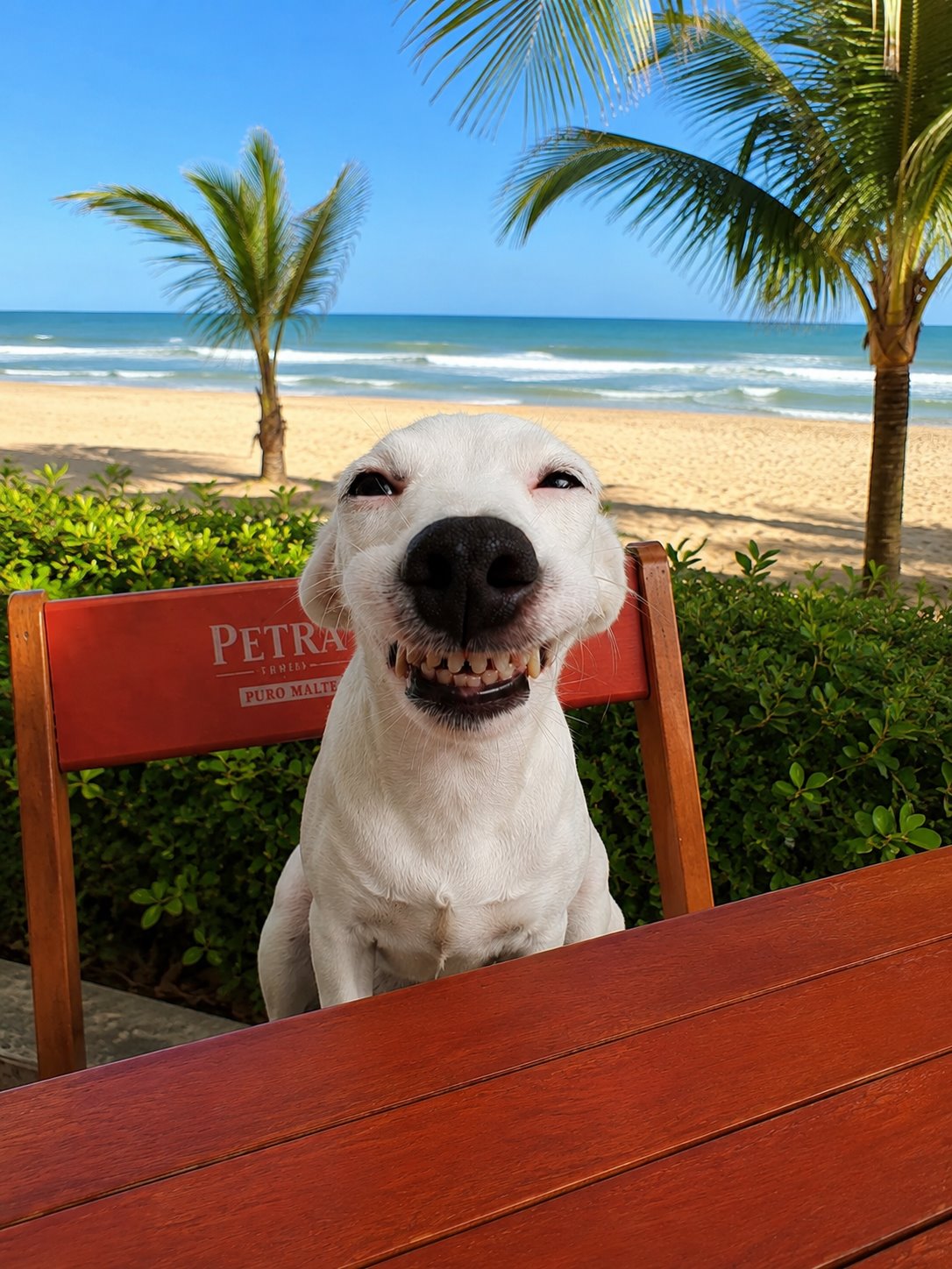 Cachorro branco sorrindo sentado à mesa do Fruta Pão, com coqueiros e a praia ao fundo